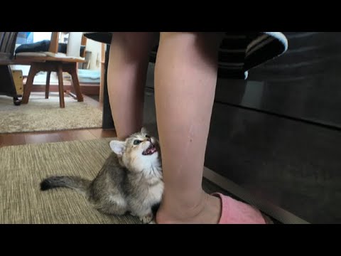 鳴き止まない寂しがり屋の短足マンチカン仔猫をお婆ちゃんが助けます Grandma helps short-legged Munchkin kitten who won't stop crying
