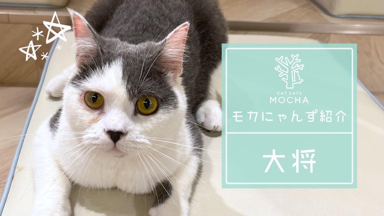 大将（スコティッシュフォールド♂）吉祥寺店