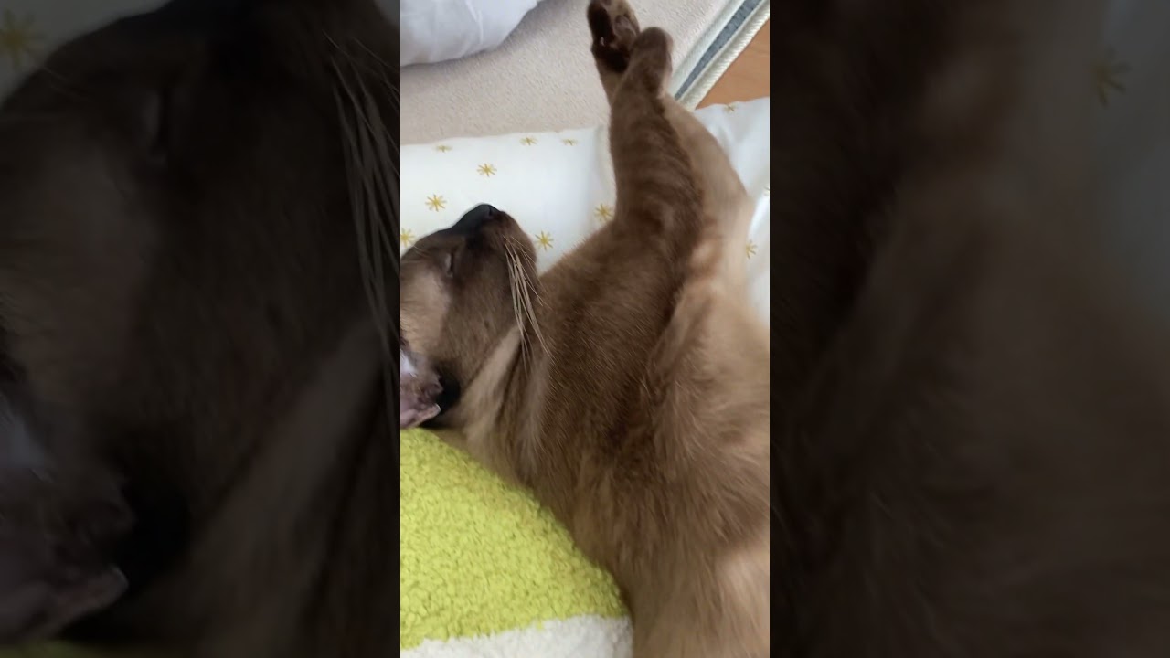 あられもねぇ姿ですわ！！ #animals #cat #バーミーズ #バナージ #猫 #ユニコーン