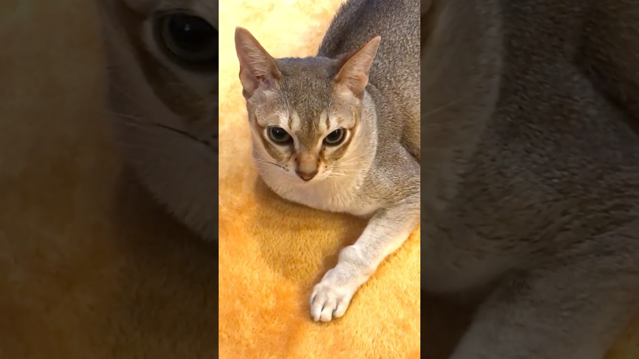 寝転びポーズでたぬき猫におててを伸ばしたけど届かず、でも起き上がりたくないシンガプーラなのにゃ♪ #cat #シンガプーラ #トンキニーズ#たぬき猫#singapura#tonkinese