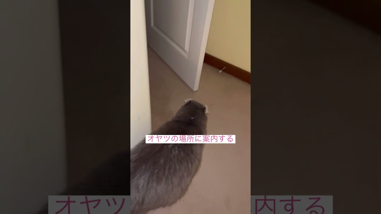 早くね #ねこ動画 #アメリカンカール #猫動画