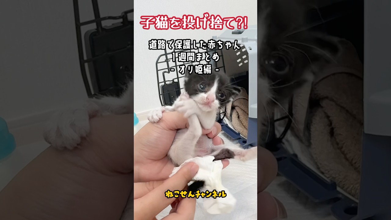 投げ捨てられた子猫の１週間💨 黒白オリ姫編🐱 | ねこせん