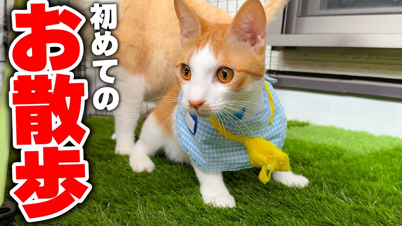 先輩猫たちに付き添ってもらいながら、子猫が初めてのベランダ散歩デビューしました！！