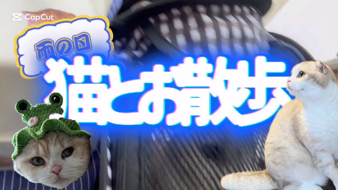 雨の日に猫と散歩
