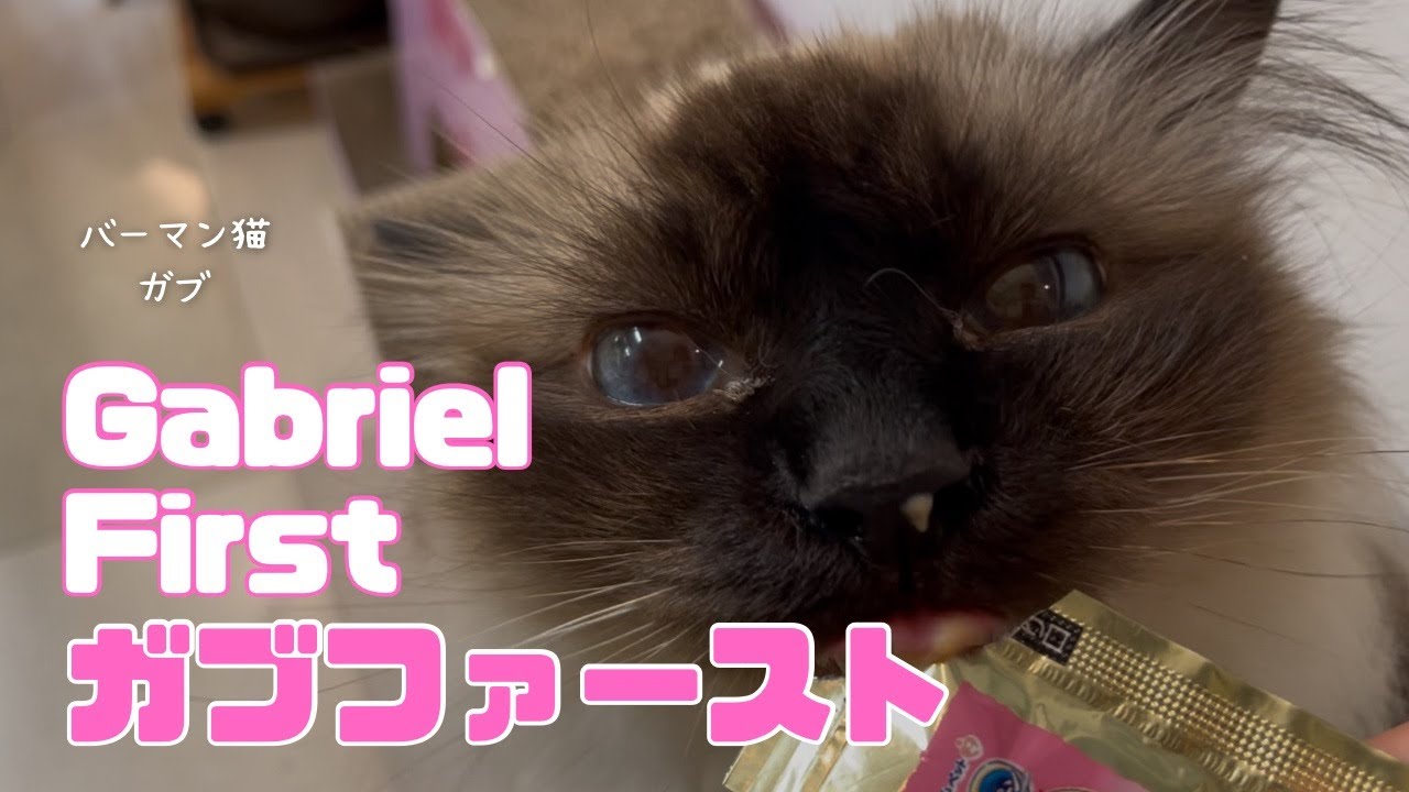 バーマン猫ガブとラフとウリ【ガブファースト】Gabriel First（バーマン猫）Birman/Cat