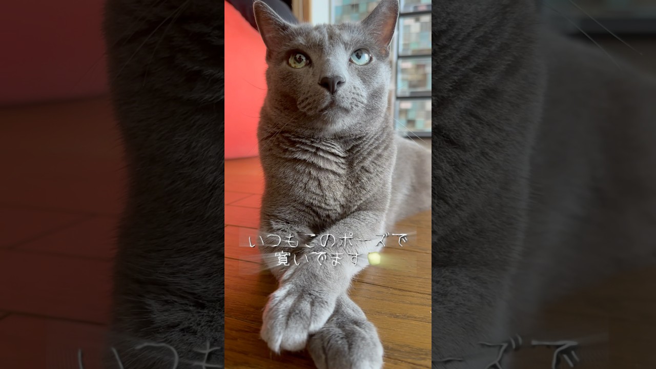 【ロシアンブルー】食後のめろんのまったりポーズ🤗重ねたおててが可愛い💗【猫】#shorts