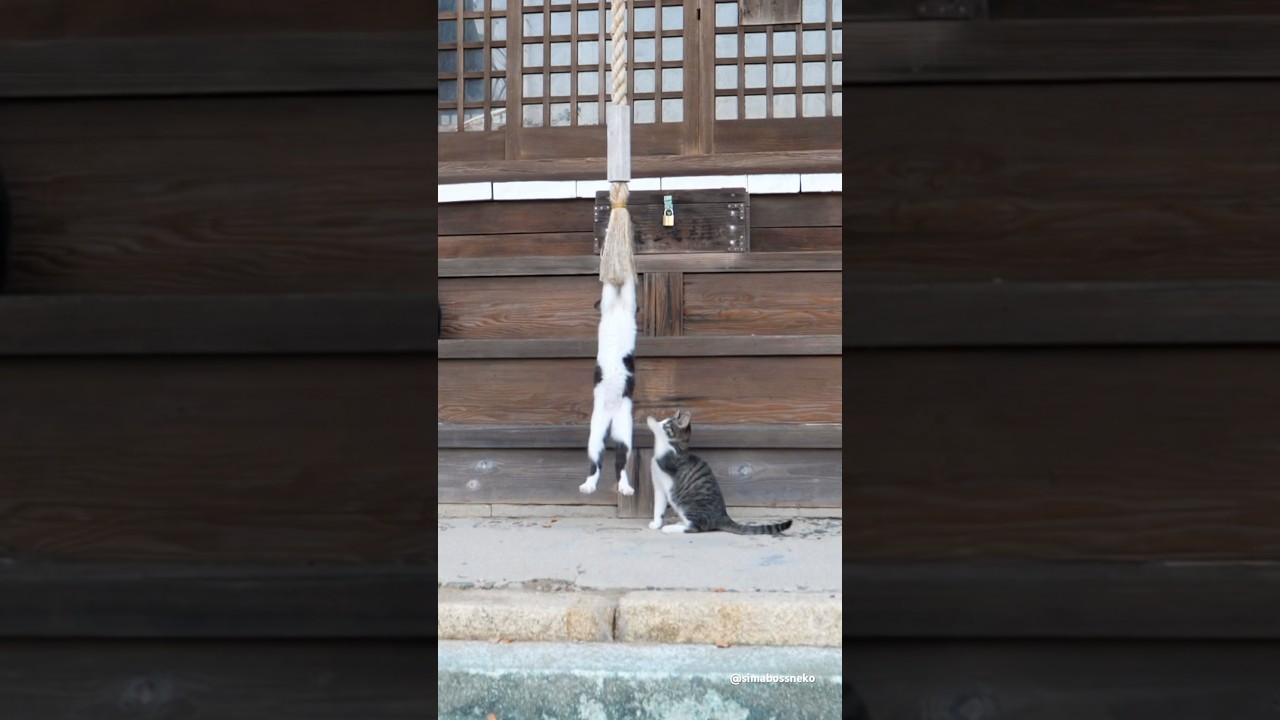 子猫たちが参拝にきた。Playful Kittens at the Shrine🐾