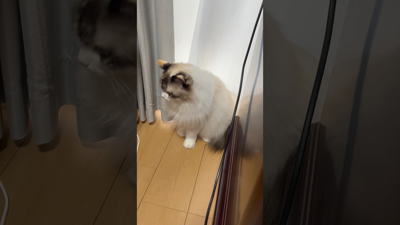 ほふく前進で昼寝場所に入っていくラグドール #ラグドール #ragdoll