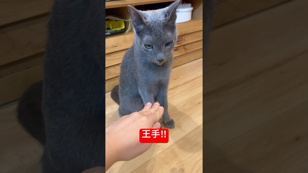 王手‼︎猫ちゃん#ロシアンブルー #猫