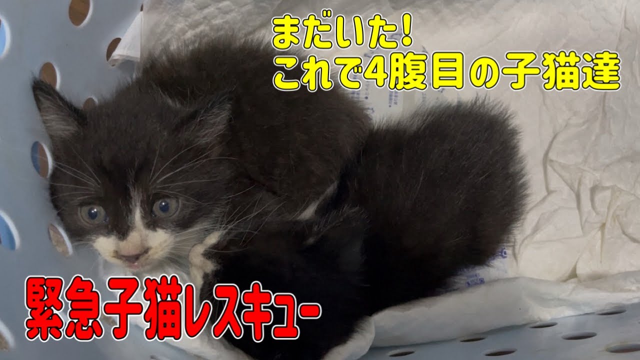 【4腹目】まだいた！緊急子猫レスキューに入りました