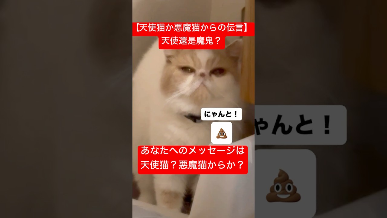 【天使猫？悪魔猫？からの伝言】天使還是魔鬼？塔羅牌解讀Tarot readingAngel or devil?#shorts #viralvideo