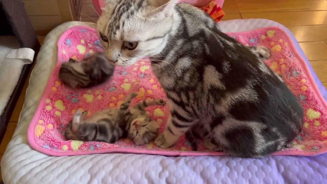 みんながミルク飲んでいるのに出遅れた子猫
