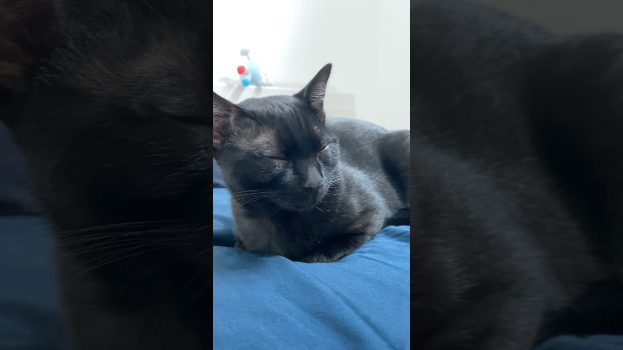 あまりに完璧な香箱座り　#黒猫 #ボンベイ #cat #bombay #ねこ #猫 #猫のいる暮らし #猫のいる生活 #猫好きさんと繋がりたい #ねこ動画 #子猫 #かわいい