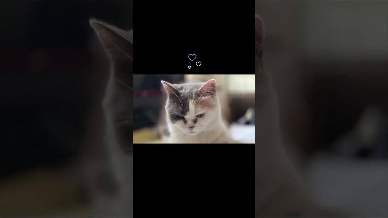 うちの猫2025.8.5#立ち耳スコティッシュフォールド #ねこ #ねこのいる日常 #ねこのいる暮らし #ねこのいる生活 #ねこ動画 #ねこ好き
