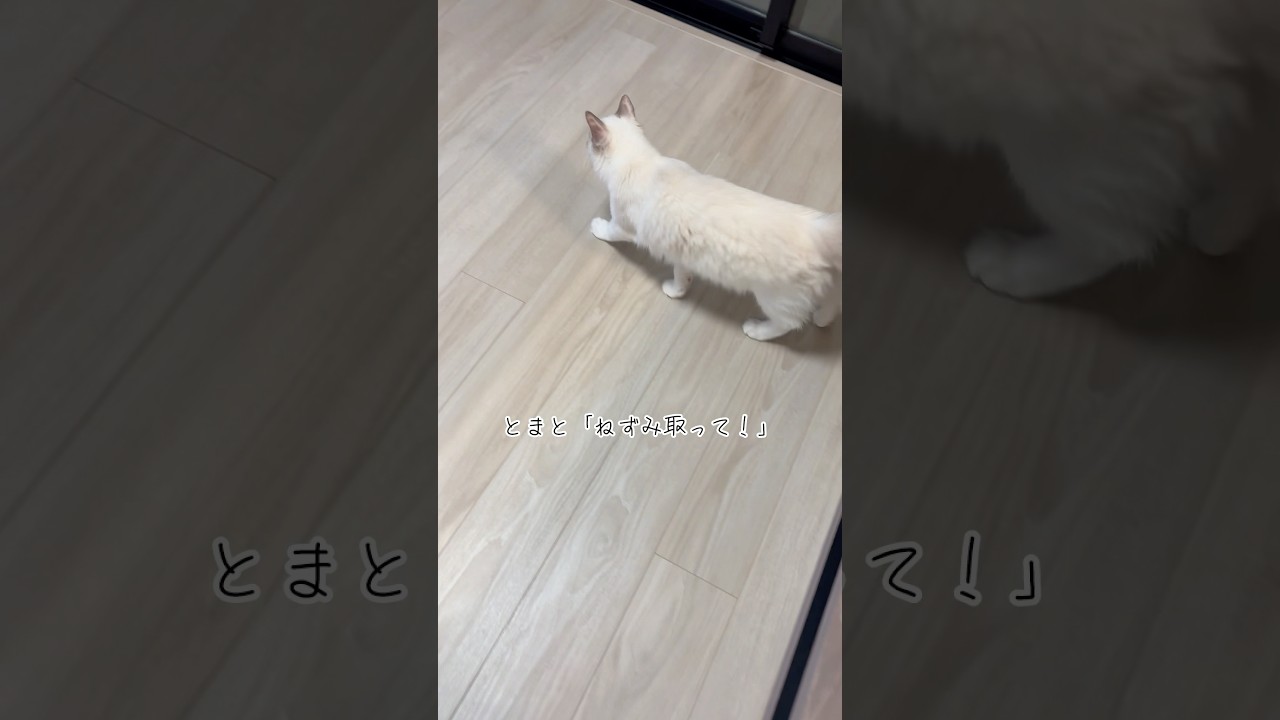 ラグドールのとまと🐈仕事していたらとまとに呼ばれました🐭とまとはこの電動ねずみが大好き！ #ラグドール #ラグドール子猫 #猫 #かわいい #子猫 #cat #cute #kitten