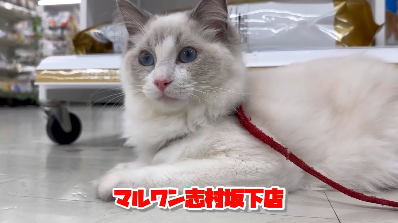 お散歩もできるようになったラグドールくん成長記録☆