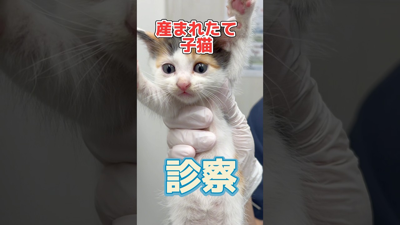 道端で保護された産まれたての子猫が健康チェックをしに動物病院にやってきた