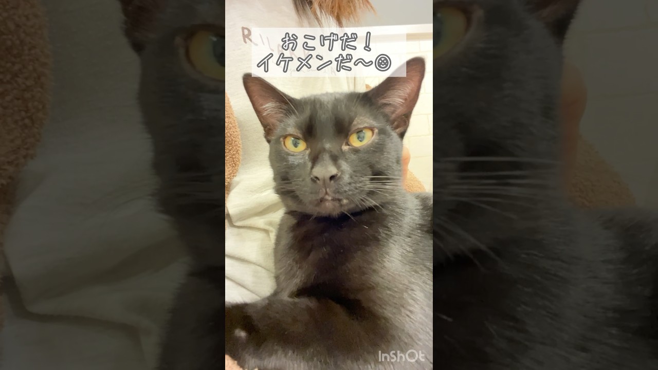 イケメンな黒猫　#黒猫 #ボンベイ #cat #bombay #猫 #猫のいる暮らし #猫のいる生活 #ねこ #猫好きさんと繋がりたい #イケメン #ゴロゴロ #asmr #子猫