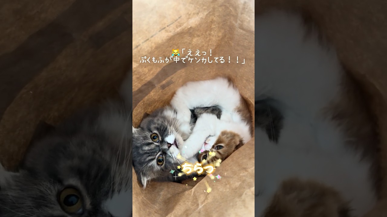 ガサガサ紙袋の正体は… #スコティッシュフォールド #ねこ #猫 #cat #ねこ動画 #ぷく #もふ
