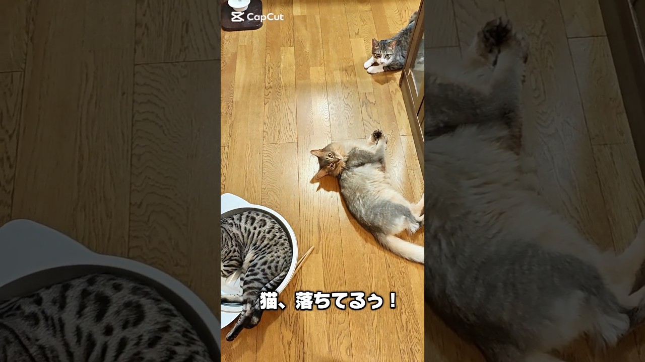 【猫動画】猫が結託して通路を塞いでくる　#cat  #cats #shorts #猫 #ねこ
