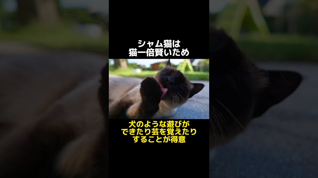 シャム猫の真実　#猫 #シャム猫 #雑学