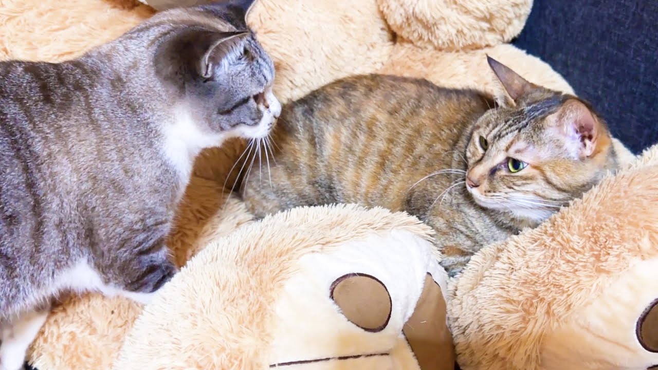 我が家の姫猫は子猫の頃から今でも甘えたくなると「ん～」と鳴いてウロウロします