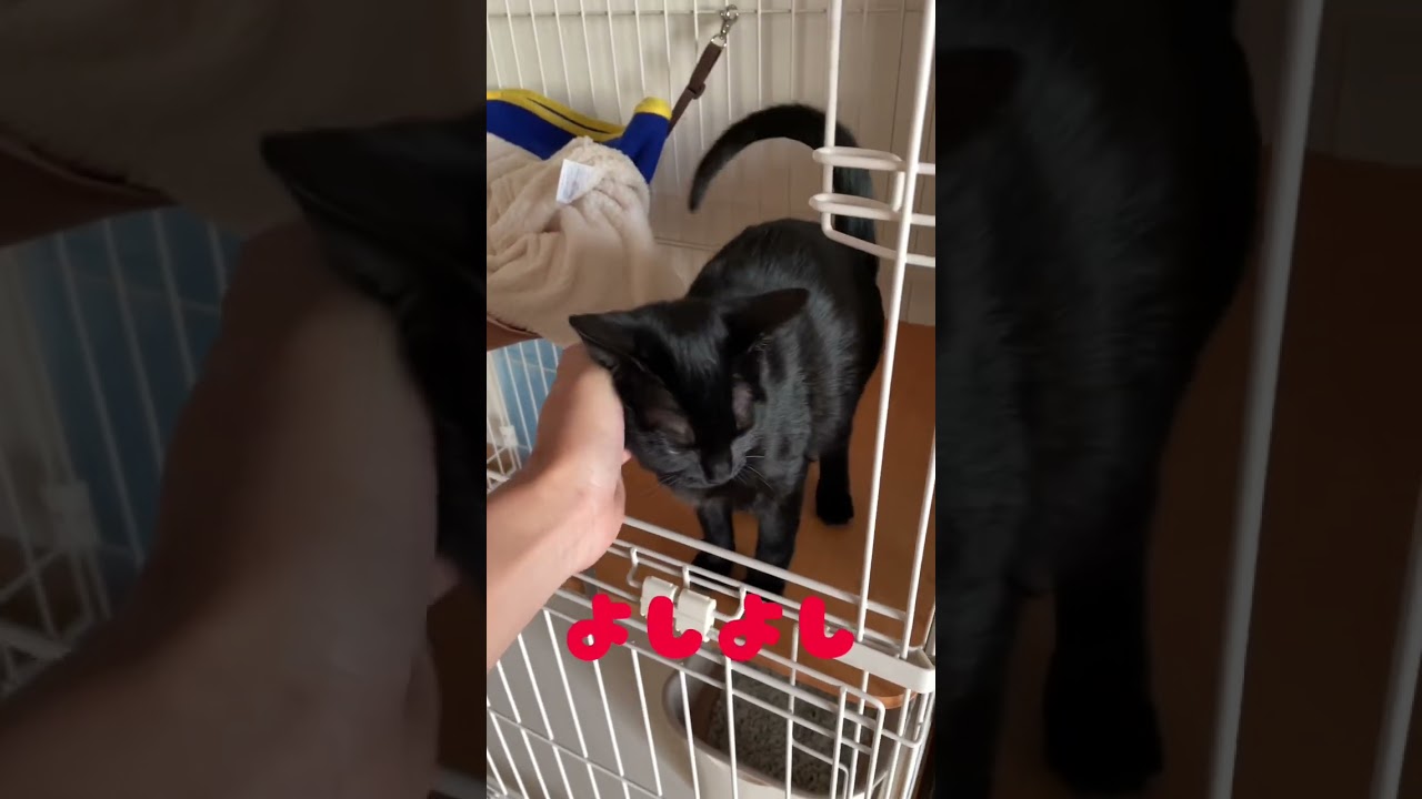 【ボンベイ】家に帰ったらムンちゃんが甘えてくる❤️