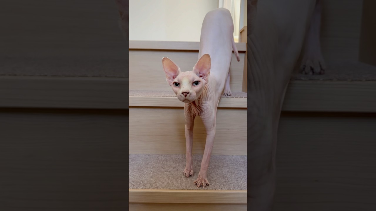 階段でママに出会って喜ぶ毛のない猫【スフィンクス】