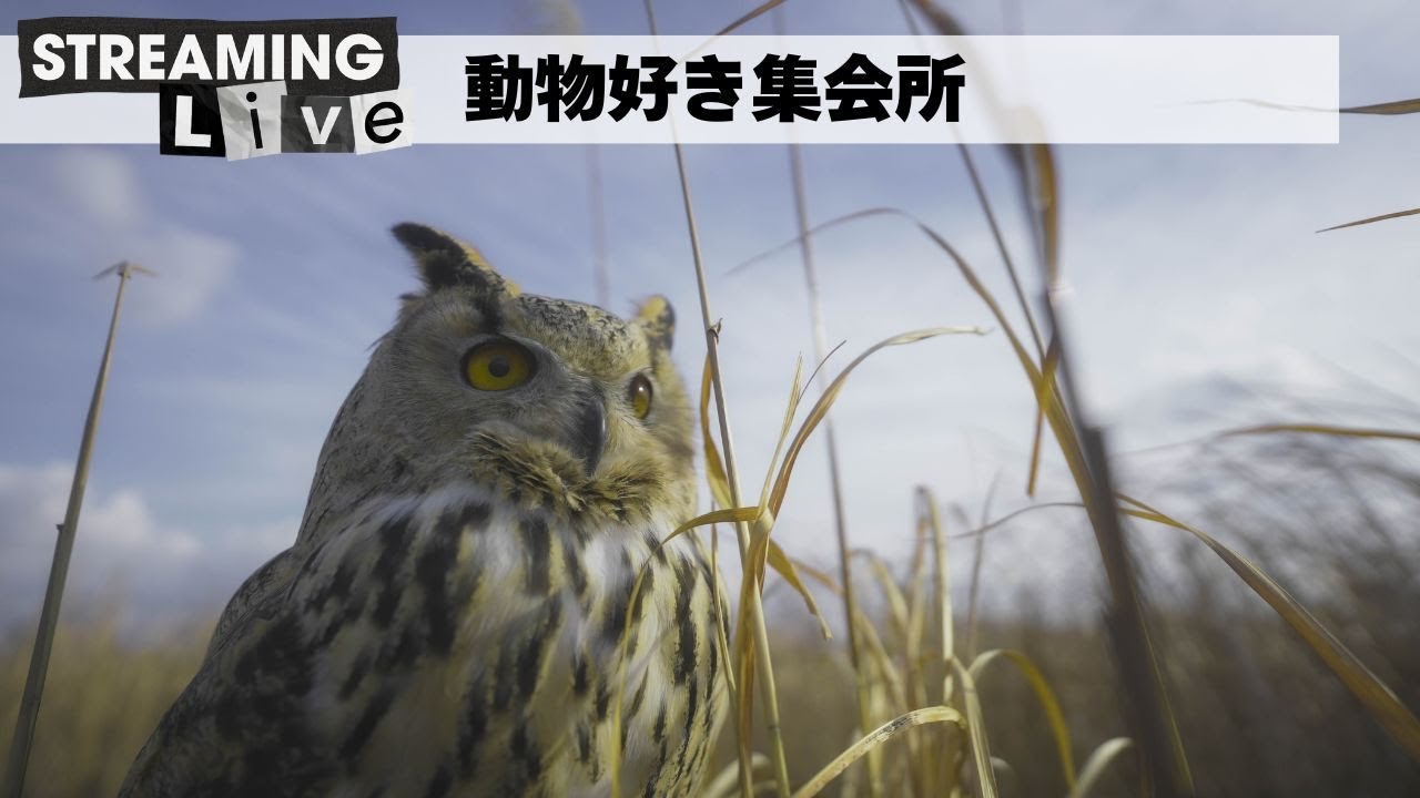 動物好きの雑談ルーム