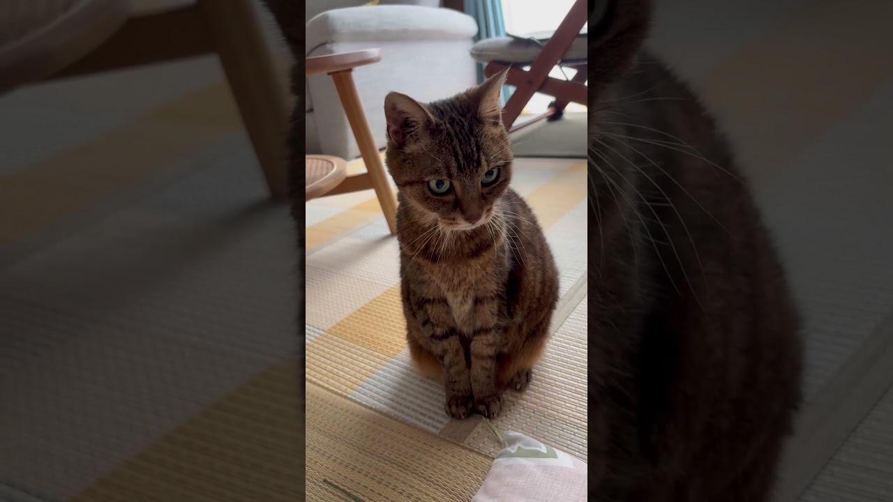 #猫#cat #きじとら猫 #日本猫#shorts