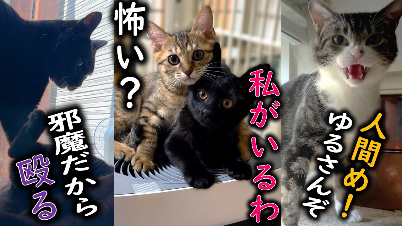 我が家の最強猫、激おこ猫、勇気ある子猫です。