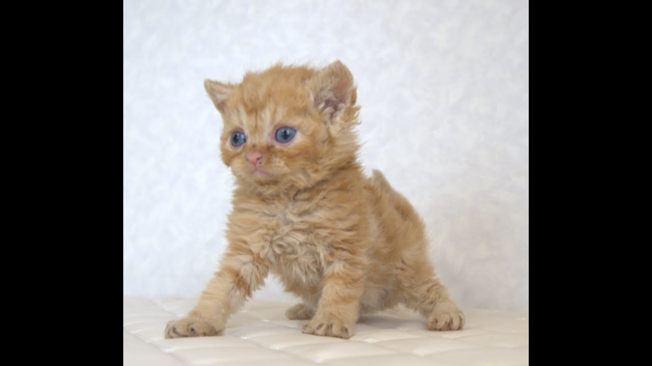 セルカークレックス子猫　Selkirk Rex　2025.5.28産まれ　レッドタビー　巻き毛　男の子　シーダキャット猫のお店