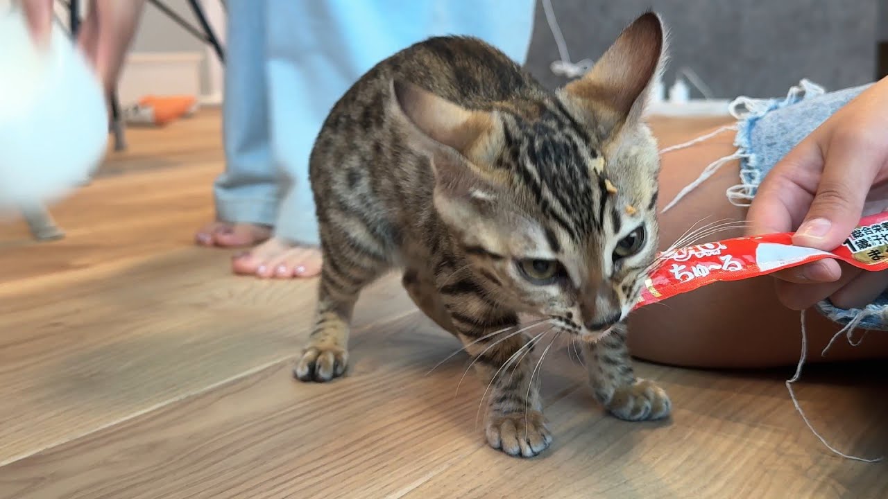 【初ちゅーる】初めてちゅーるをたべた猫が美味しすぎてこうなっちゃいました