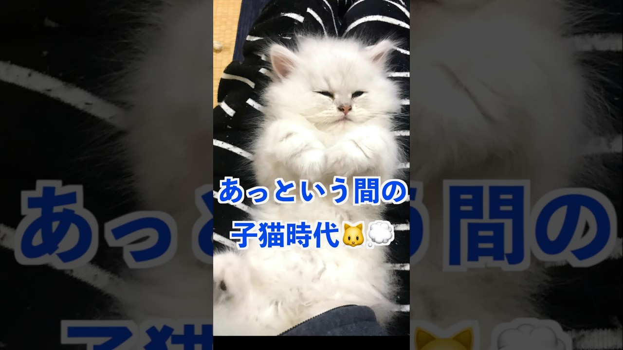 あの甘えん坊が…大人になりました#ペルシャ猫 #子猫の成長動画