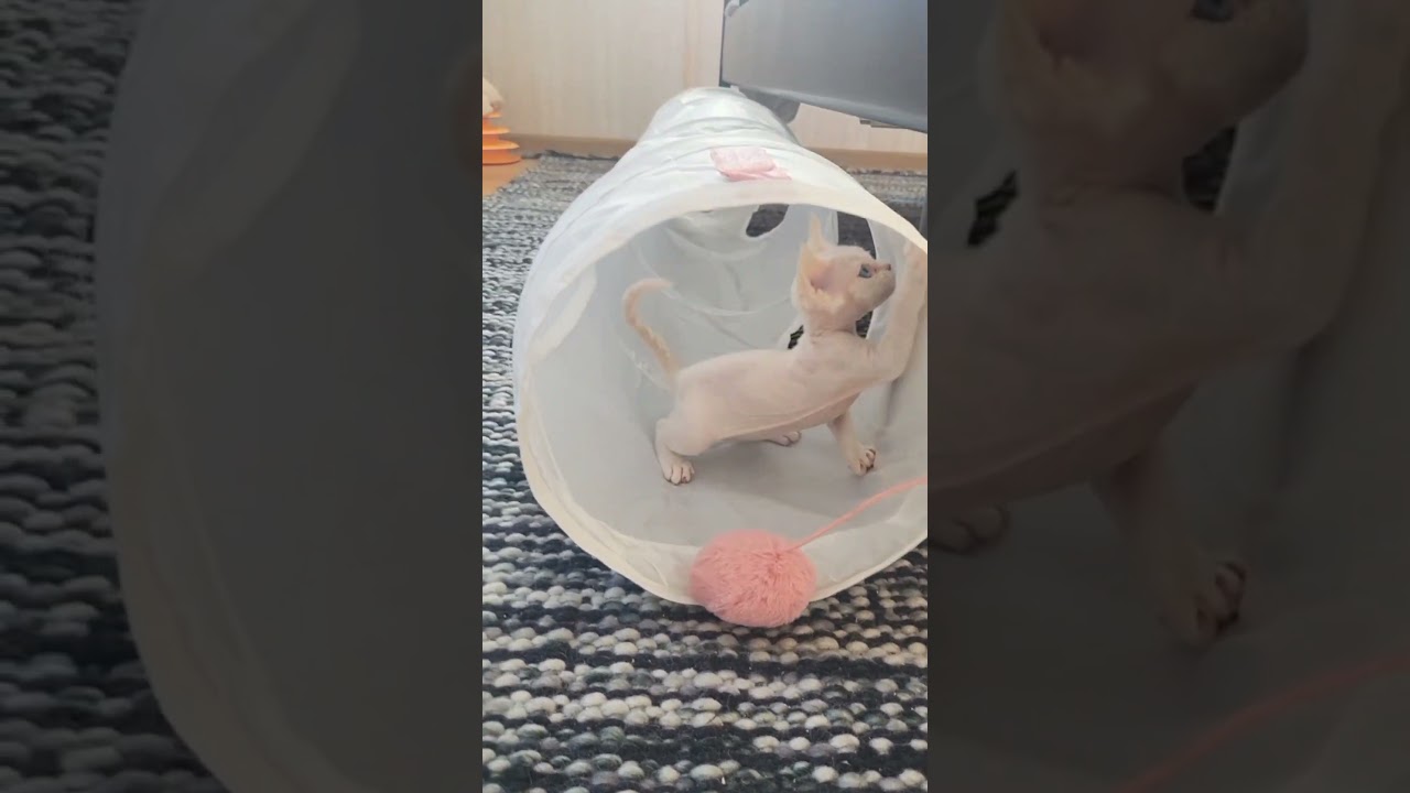 I love Devon Rex are playing #cat #kitten #cute #devon #devon rex