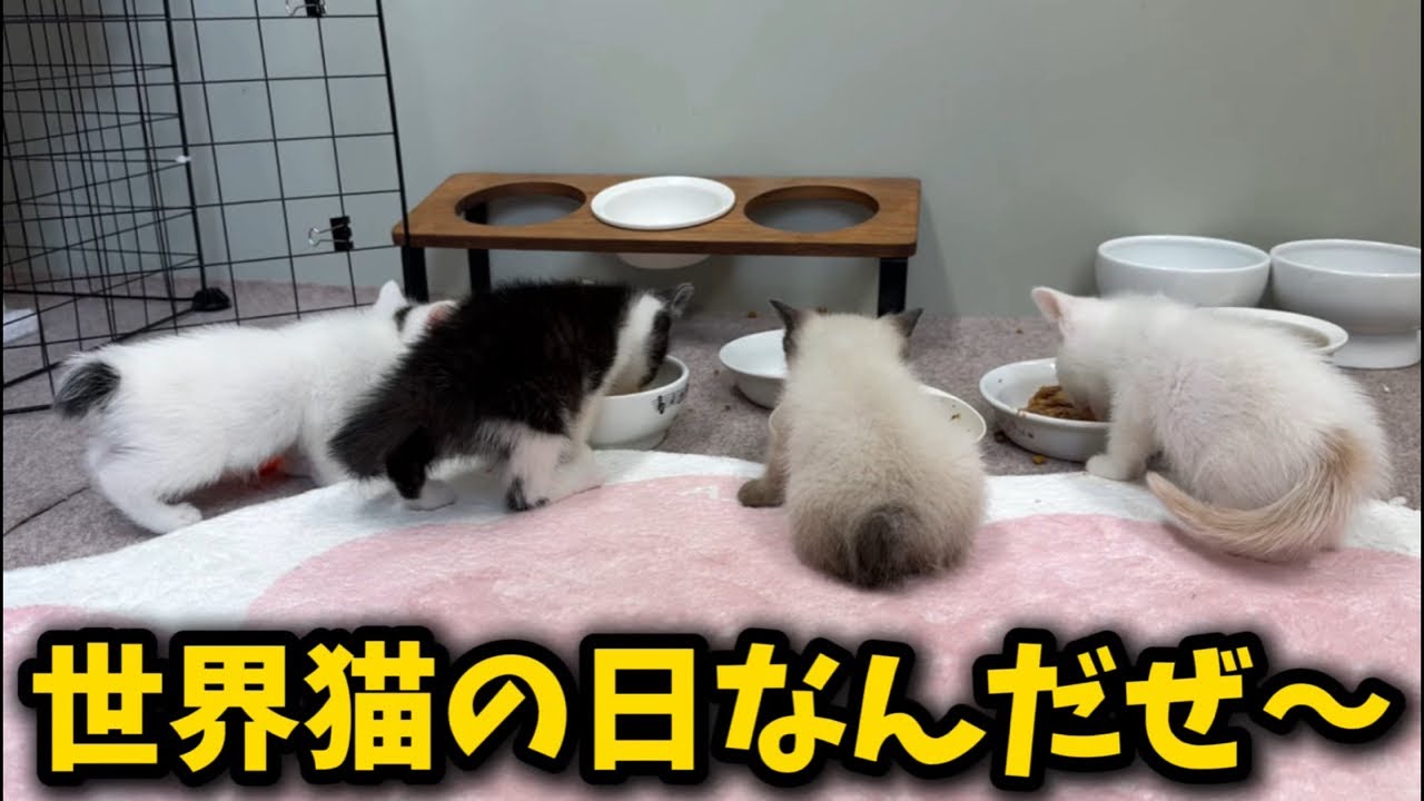 世界猫の日だから子猫保育園LIVE🐱