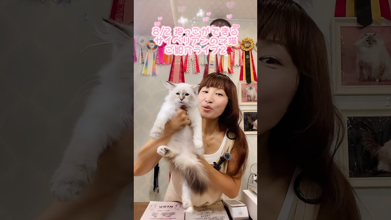 #サイベリアン の#子猫をお迎えするなら吉祥寺のロイヤルキャッツ💖可愛い#こねこ が皆様をお待ちしてます♪#ペットショップ