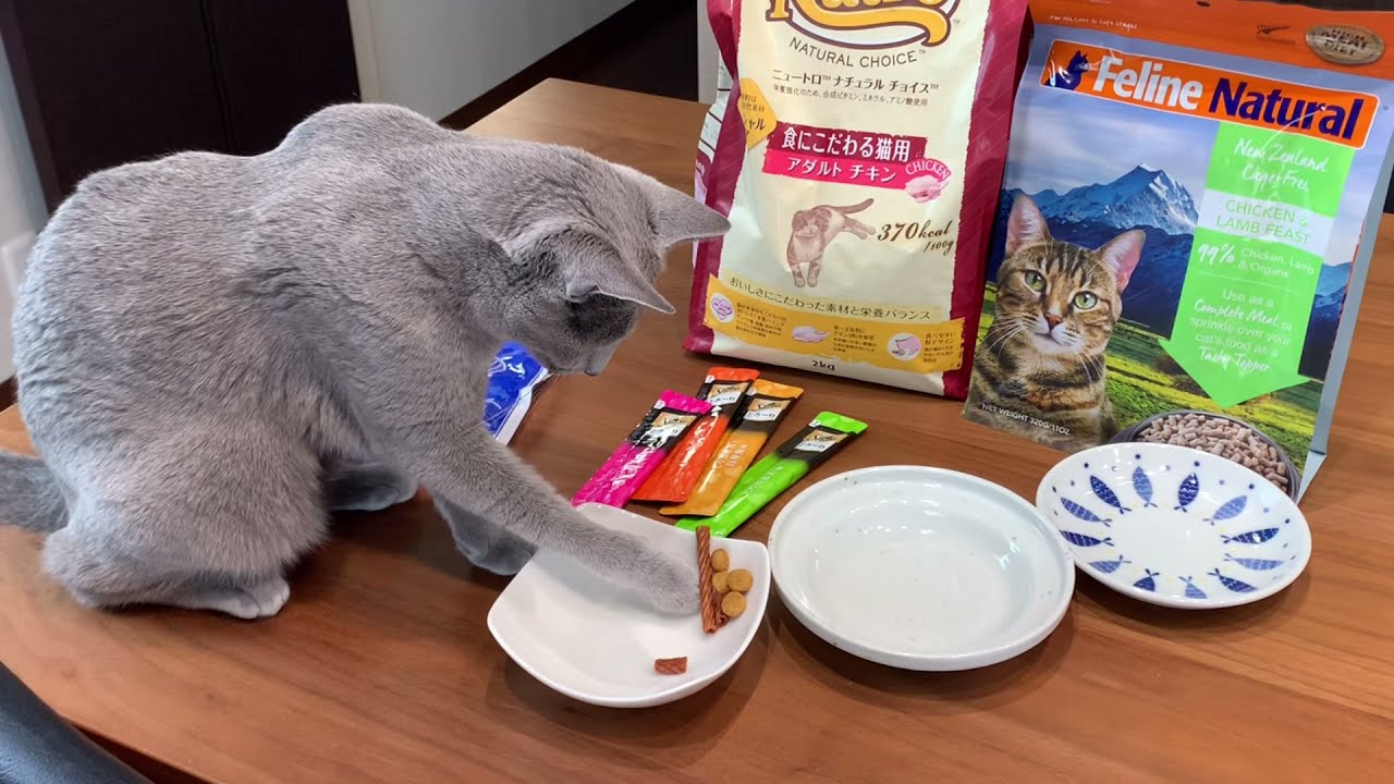 うちの猫ごはんはこれ！おやつも大好き（ロシアンブルー）