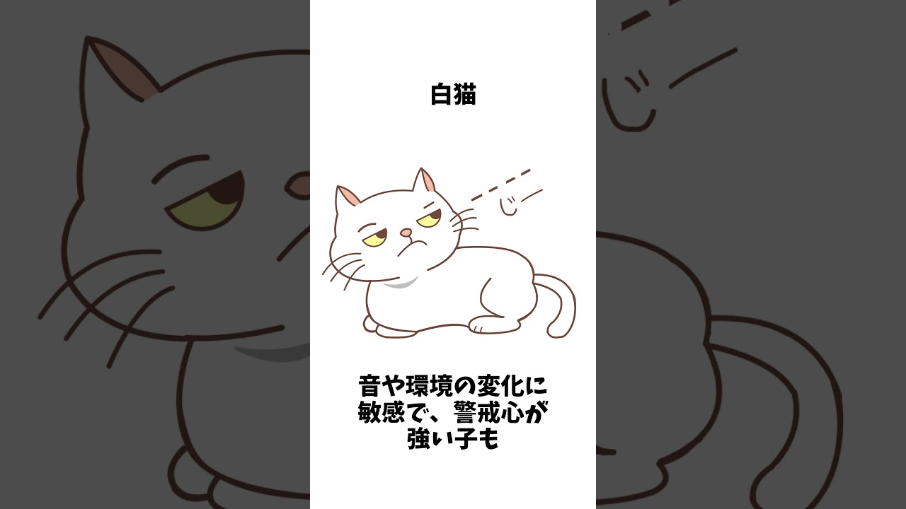 毛色で性格がわかる！？猫の“色”の不思議 #雑学 #プチ知識 #猫のいる暮らし #猫のいる生活