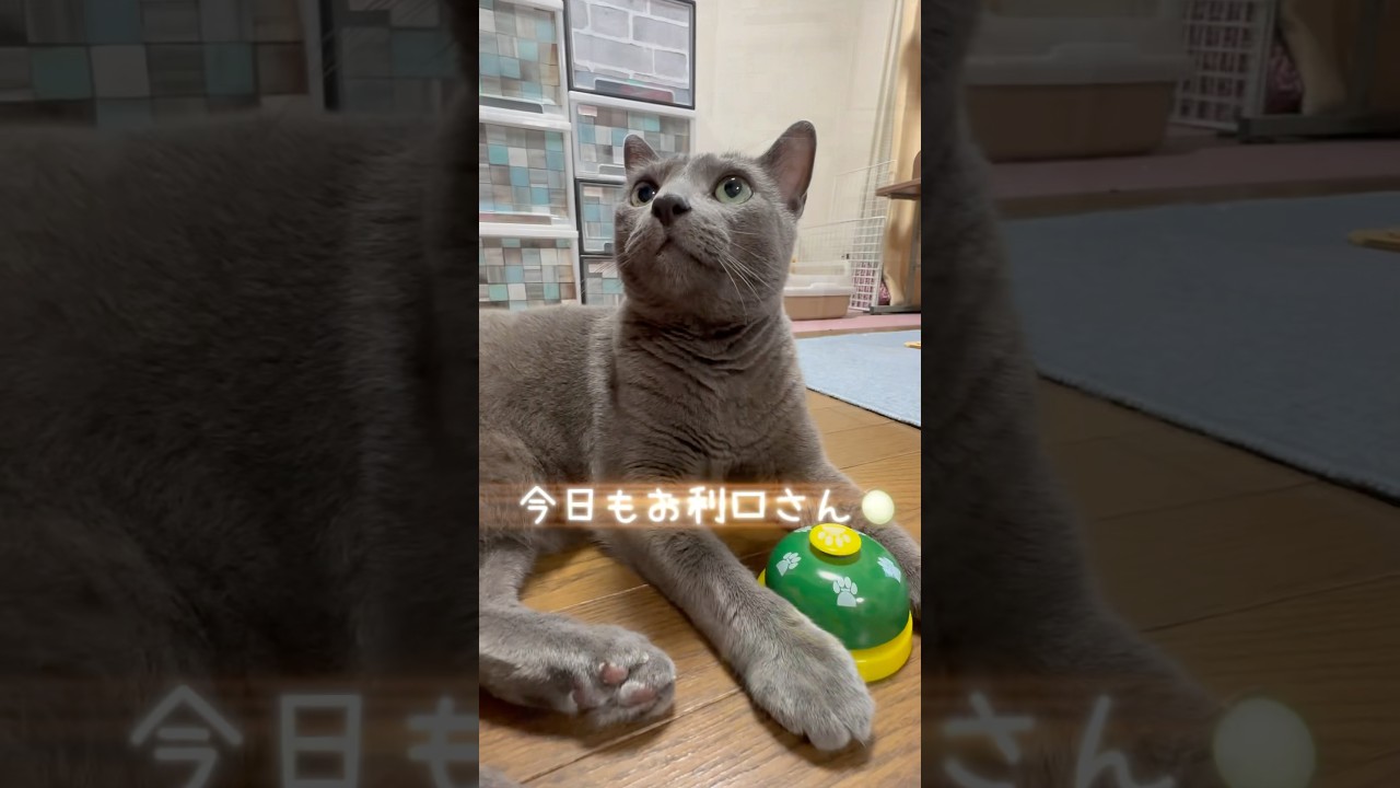 【ロシアンブルー】めろん今日もお利口さん🛎️🤗最後はいつも通り🤭【猫】#shorts
