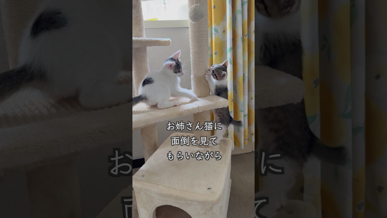 生後2ヶ月の保護子猫たち、2匹の卒業が近づいてきました🍀  #shorts  #子猫動画 #保護子猫