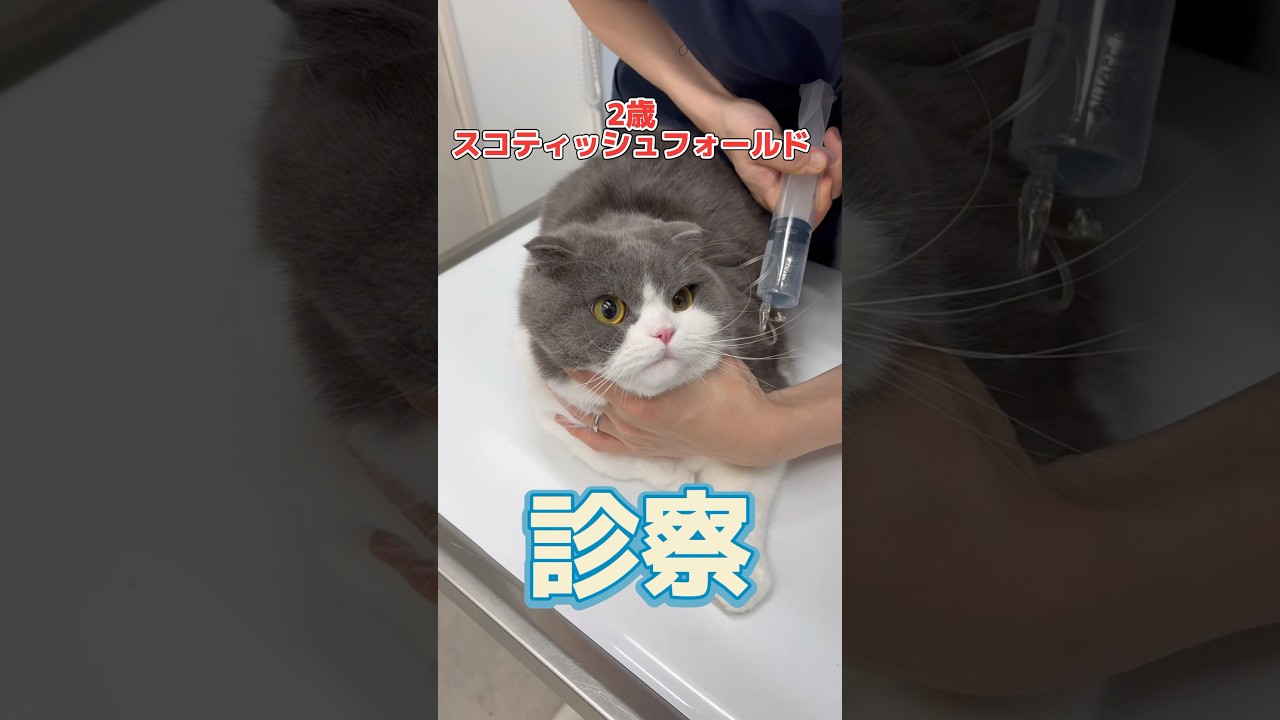 何度も吐いてご飯を食べない2歳スコティッシュフォールドが動物病院にやって来た！