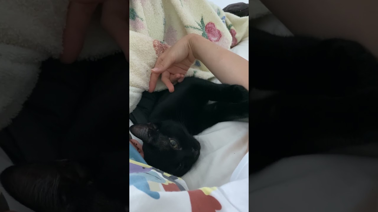 添い寝してくれる黒猫　#ボンベイ #子猫 #cat #bombay #猫のいる暮らし #猫のいる生活 #猫 #ねこ #猫好きさんと繋がりたい #ねこ動画