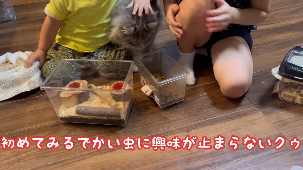 初めてみるカブトムシに興奮する猫　サイベリアン