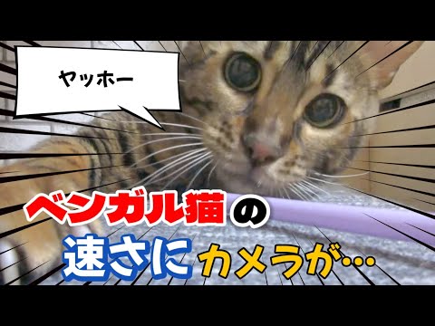 【ベンガル猫】ベンガル猫と遊んでいたら動きが速くてカメラが…