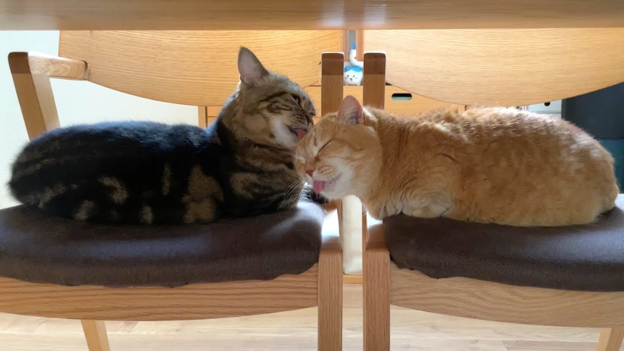 相思相愛猫？
