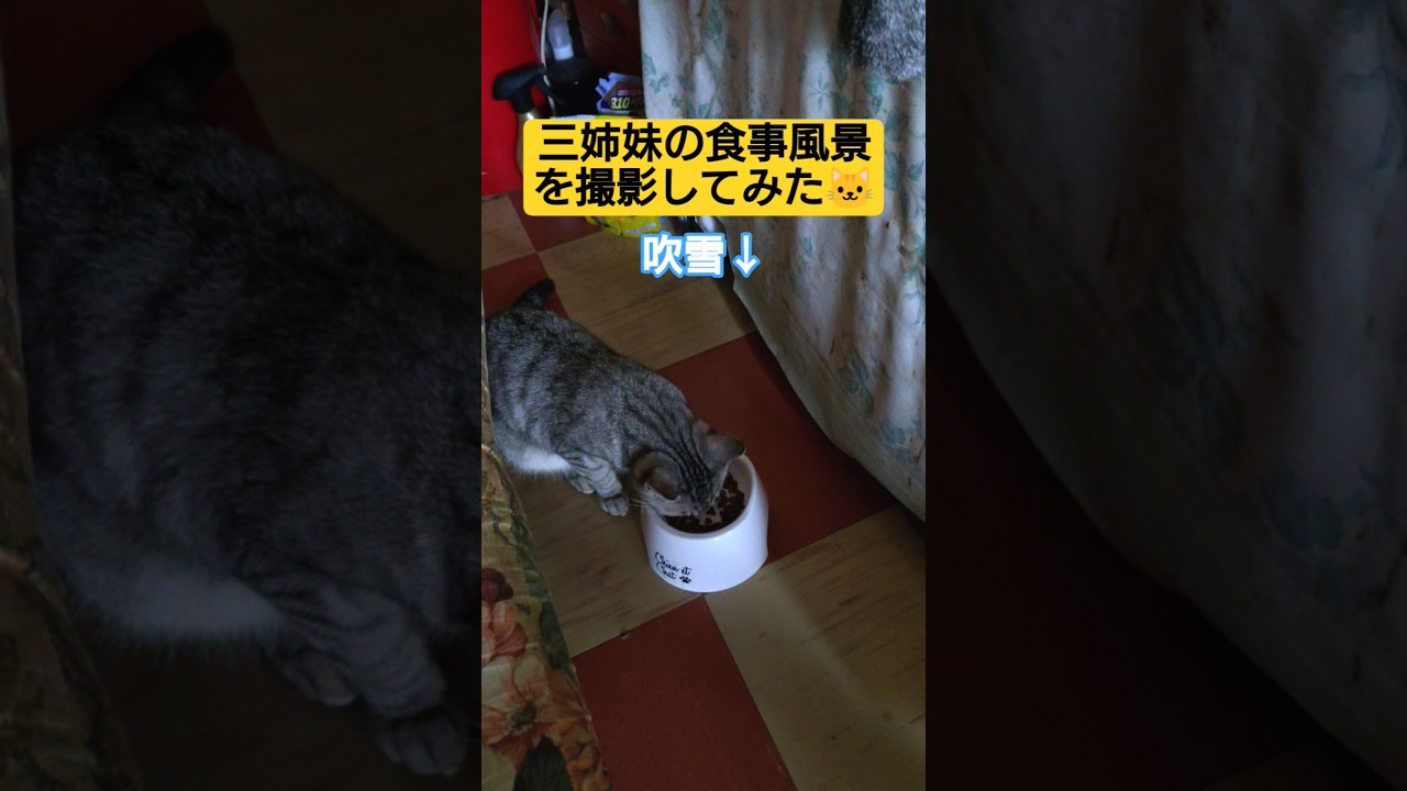 三姉妹の食事風景#保護猫 #スフィンクス #猫のいる暮らし #cat