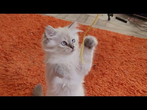 The little Ragdoll enjoys jumping and playing with his friends.
