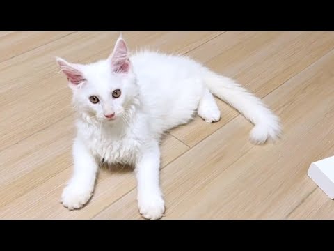 Teasing a Fluffy White Maine Coon – Watch This Hilarious Reaction! 😹