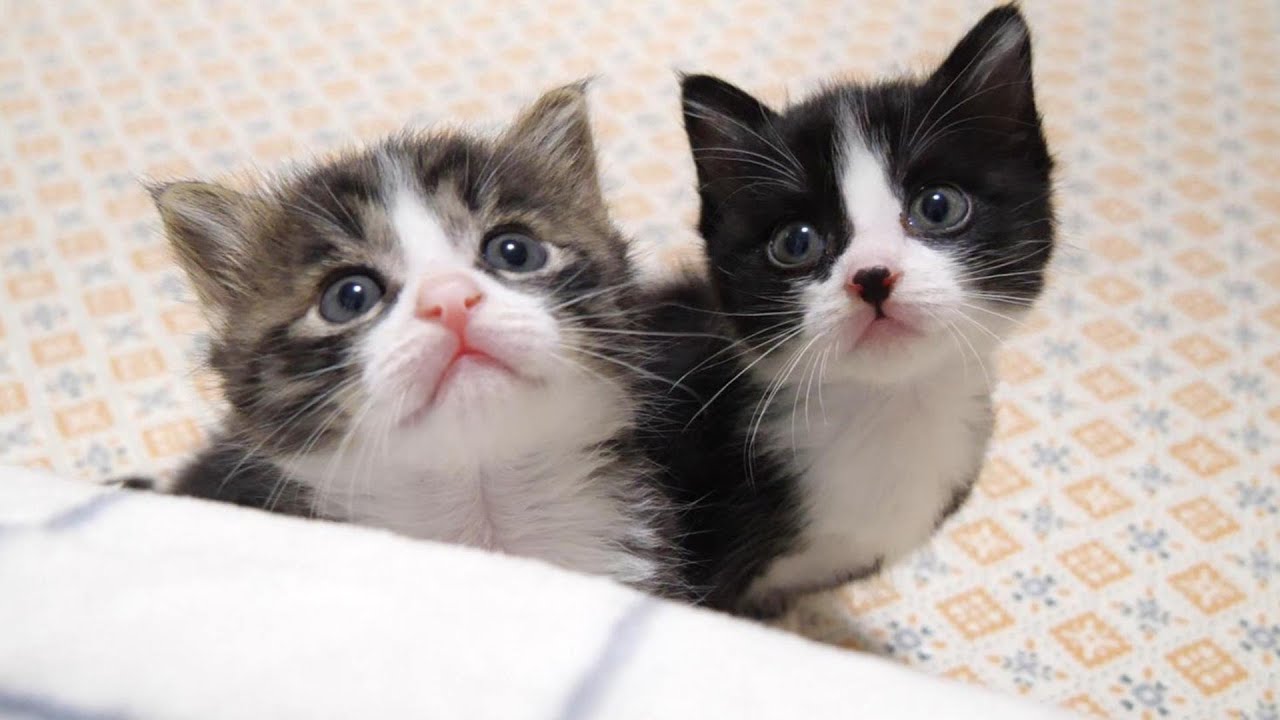 帰ってきたママに子猫がかわいいお帰りの挨拶をした後に甘えん坊に変身する【赤ちゃん猫　保護猫】